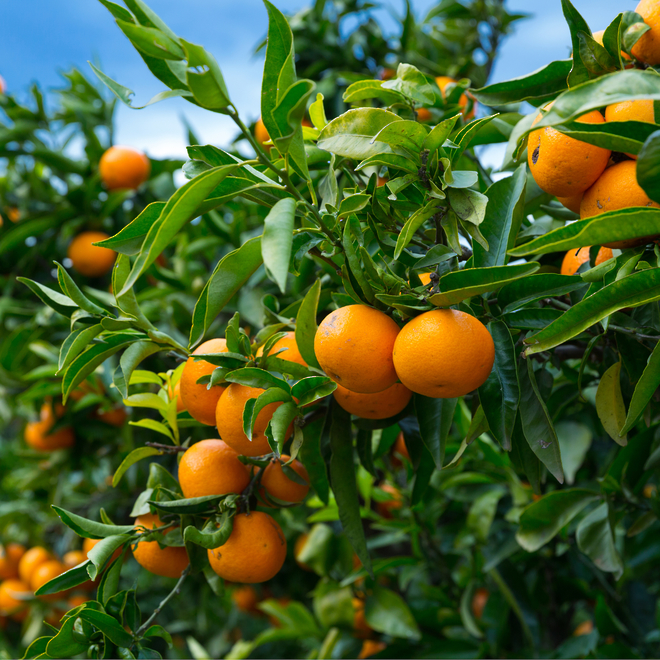 Mandarin essential oil image 0